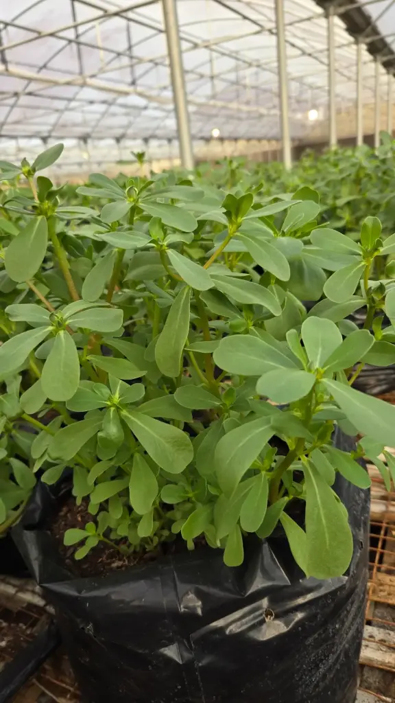 Purslane